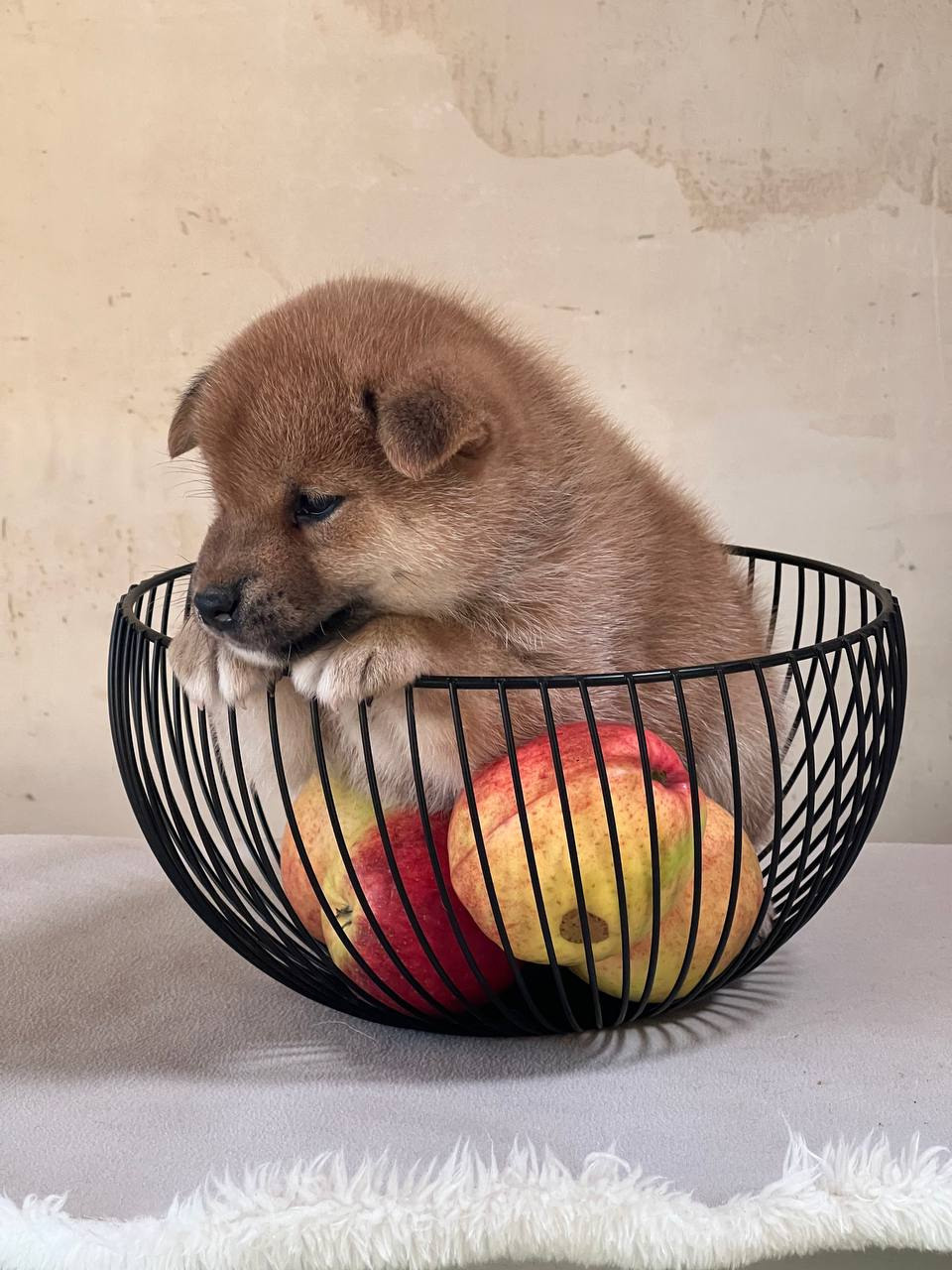 сиба питомник Рубилайт щенки на продажу rubylight  сиба щенки купить СПб Санкт-Петербург 