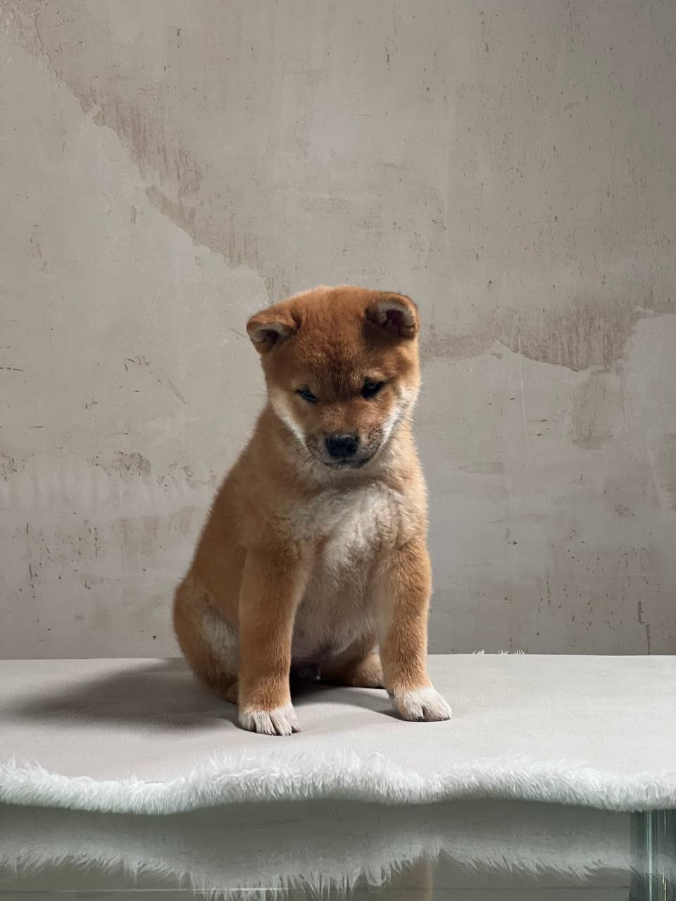 Сиба Rubylight Zack питомник Рубилайт 