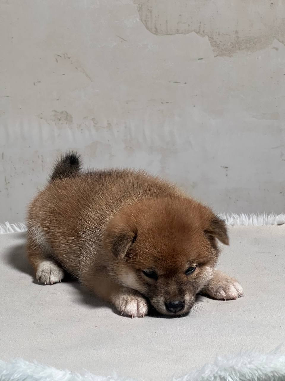 сиба питомник Рубилайт щенки на продажу rubylight  сиба щенки купить СПб Санкт-Петербург 