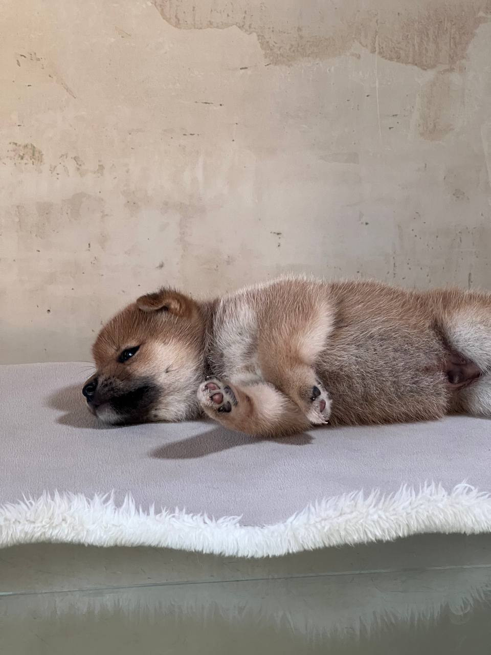 сиба питомник Рубилайт щенки на продажу rubylight  сиба щенки купить СПб Санкт-Петербург 