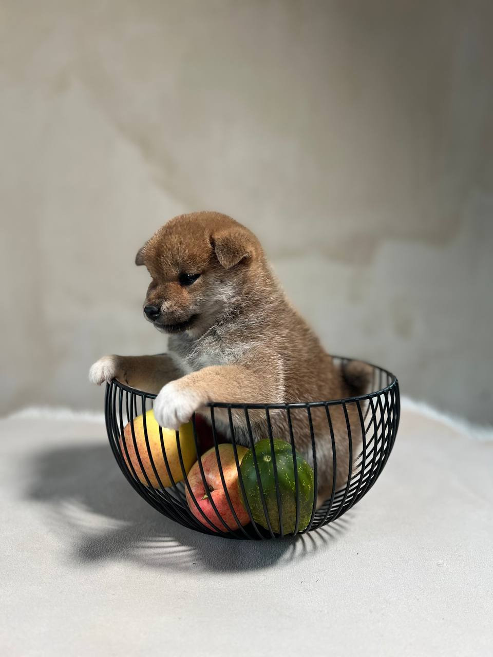 сиба питомник Рубилайт щенки на продажу rubylight  сиба щенки купить СПб Санкт-Петербург 