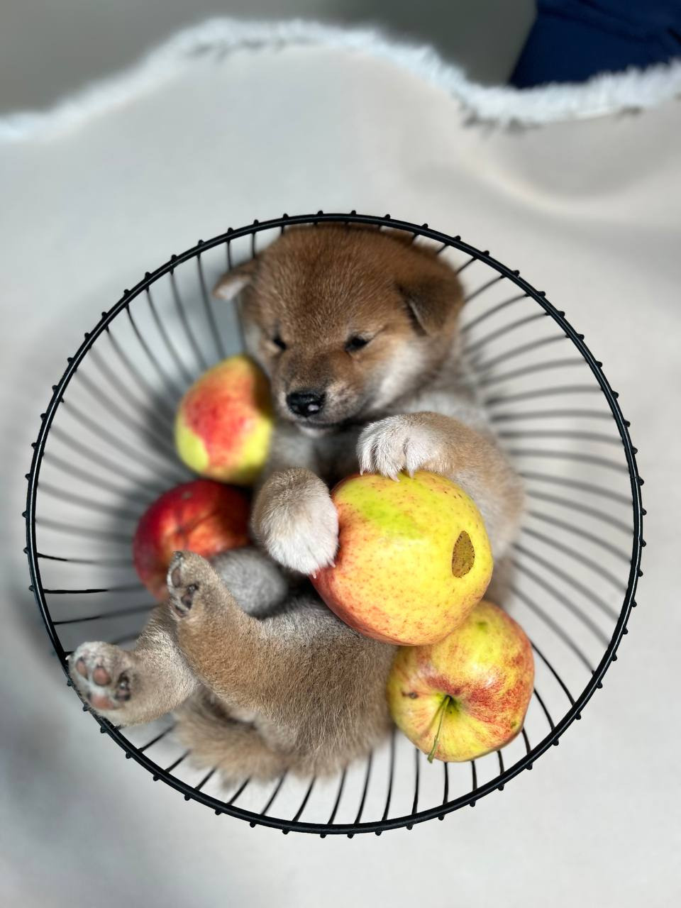 сиба питомник Рубилайт щенки на продажу rubylight  сиба щенки купить СПб Санкт-Петербург 