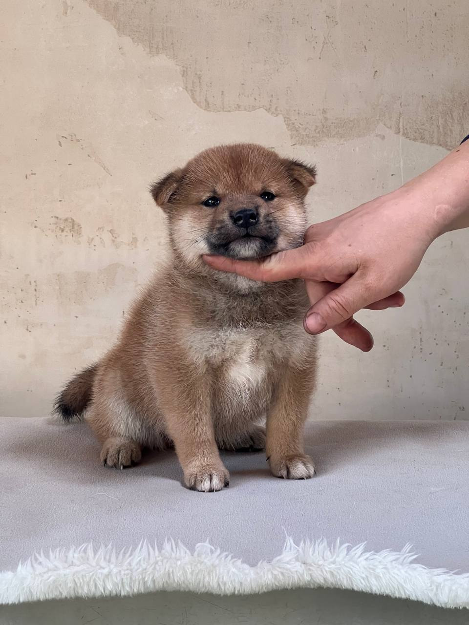 сиба питомник Рубилайт щенки на продажу rubylight  сиба щенки купить СПб Санкт-Петербург 