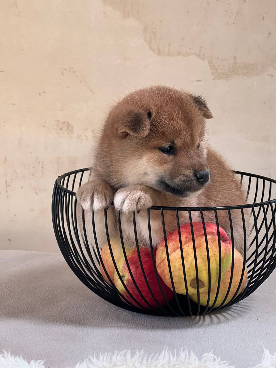 сиба питомник Рубилайт щенки на продажу rubylight  сиба щенки купить СПб Санкт-Петербург 