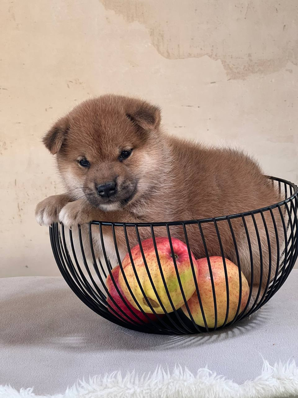 сиба питомник Рубилайт щенки на продажу rubylight  сиба щенки купить СПб Санкт-Петербург 