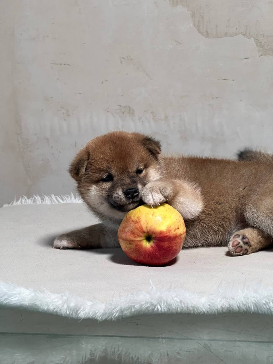 сиба питомник Рубилайт щенки на продажу rubylight  сиба щенки купить СПб Санкт-Петербург 