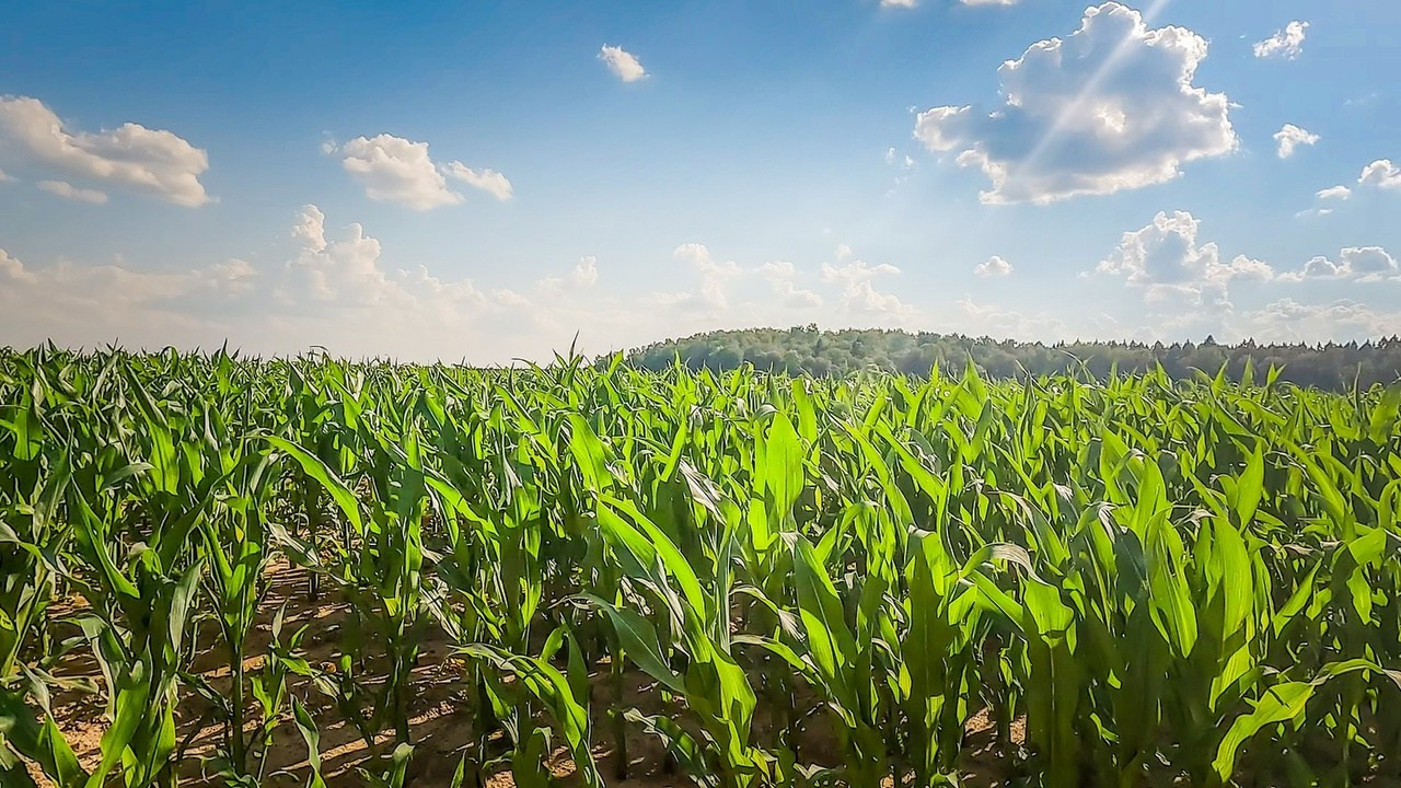 Дорога из Лавры 29.06.2024 Blizko Trail 106 км. Роман Капилюшов. Бег. Фото. Видео. г. Люберцы