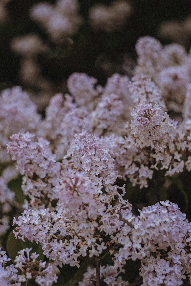 DASHA. Портретный и Семейный фотограф в Санкт-Петербурге Rocket Alice