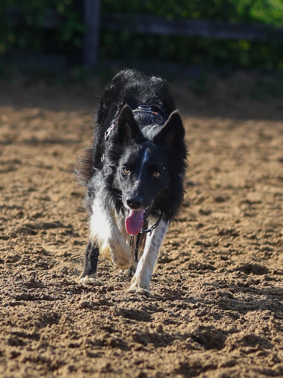 Пастьба. Фотограф-анималист в Москве Кириллова Татьяна