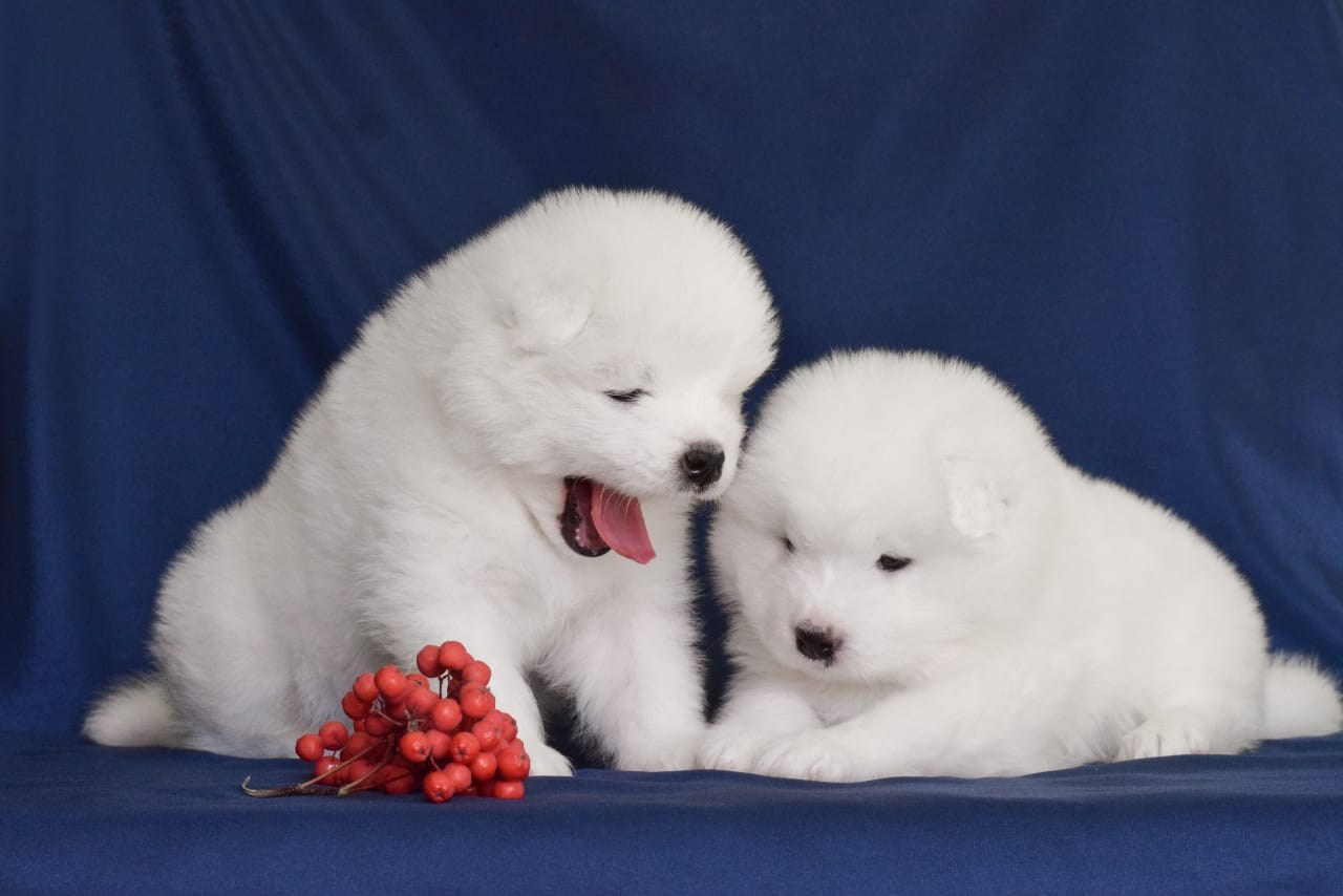 Помет «К» 17.09.2021 д. р. Самоед Новосибирск