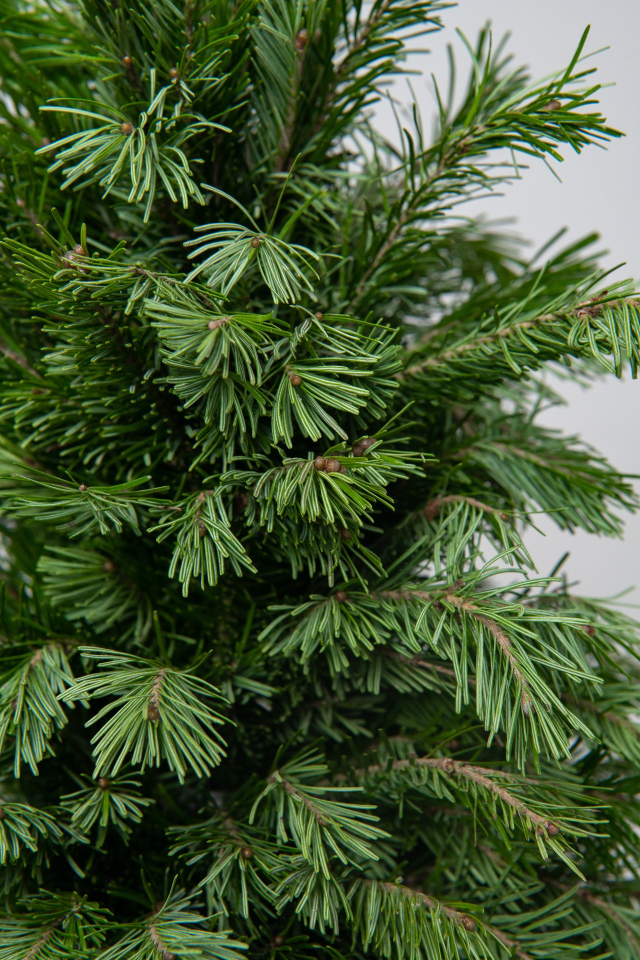 Предметная съемка елок. Фомина Елена Свадебный и семейный фотограф