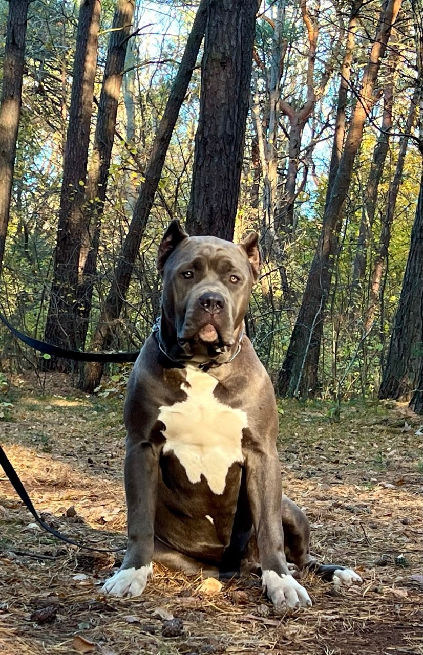 UPB’s Queenie & Zeus. 16.04.24. Американские булли XL в г. Калининград. Питомник Great Bully UNIVERSE
