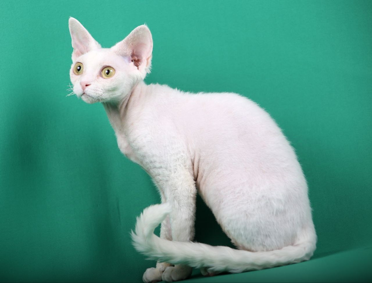 Кошка Ch Nasamiituuq PixieWilli DRX w 64. Nevskiy Favorite — питомник девон-рексов в Санкт-Петербурге|Москве. Здоровые, ласковые и редкие котята