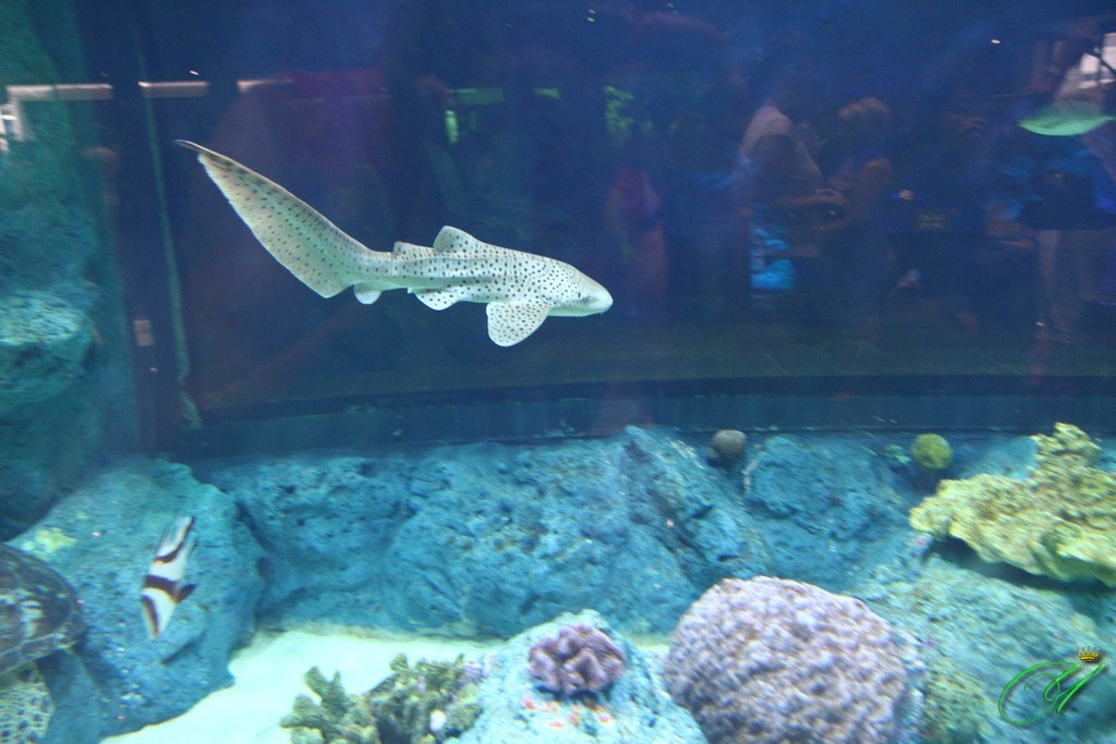 Тайланд. Пхукет 2013. Улица, люди, жизнь…