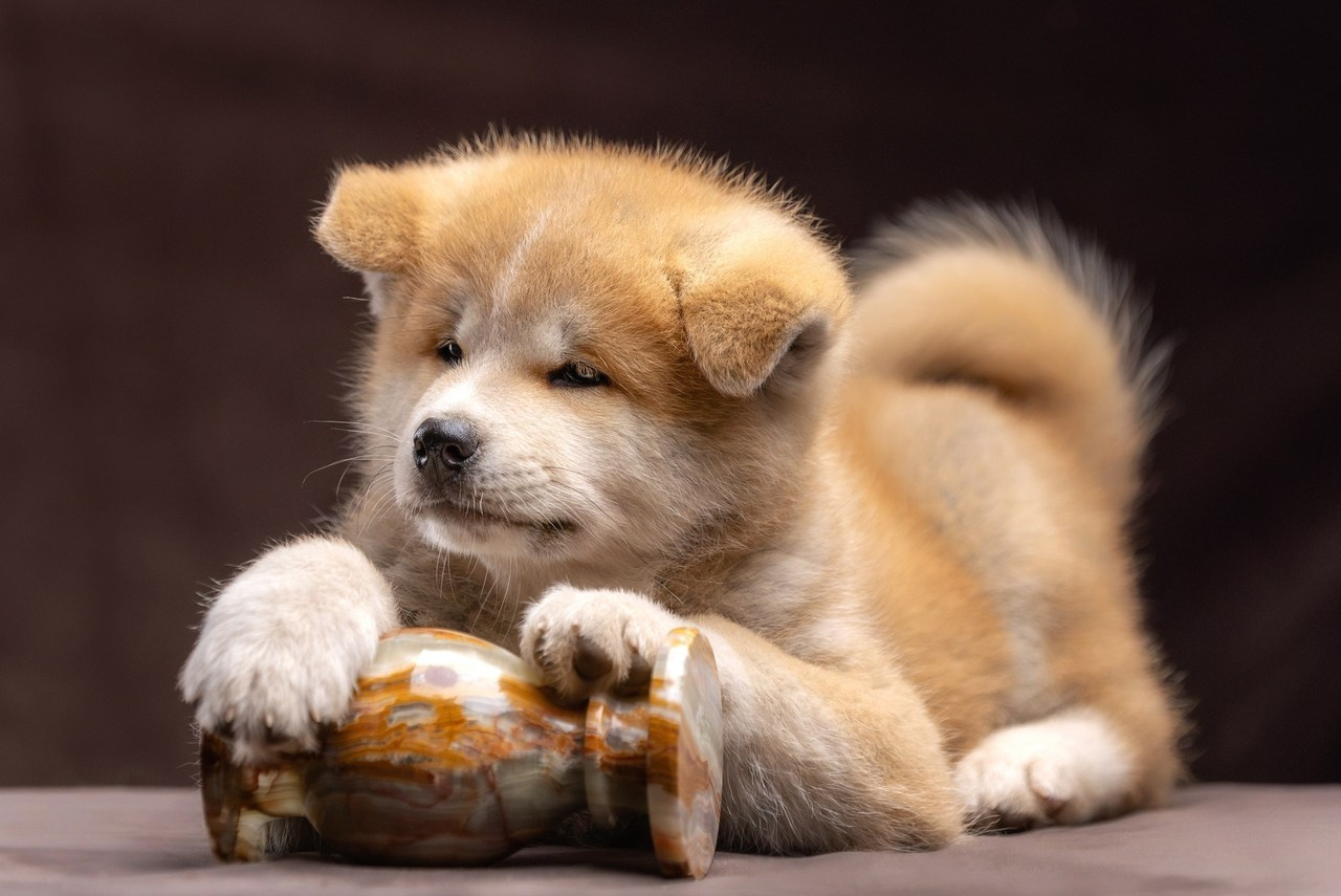 Отзывы. Фотограф-анималист Юлия Зубкова