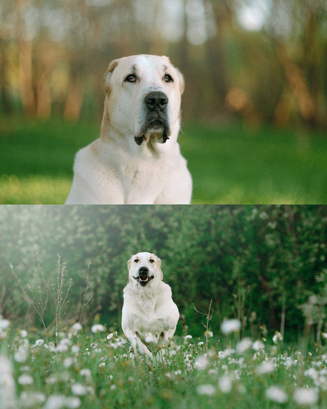 Настя и Рахат. Фотограф анималист в Москве и Санкт-Петербурге Свиридова Анна