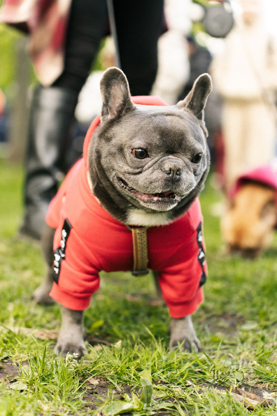 Парад Бульдогов. Axenov_eugene