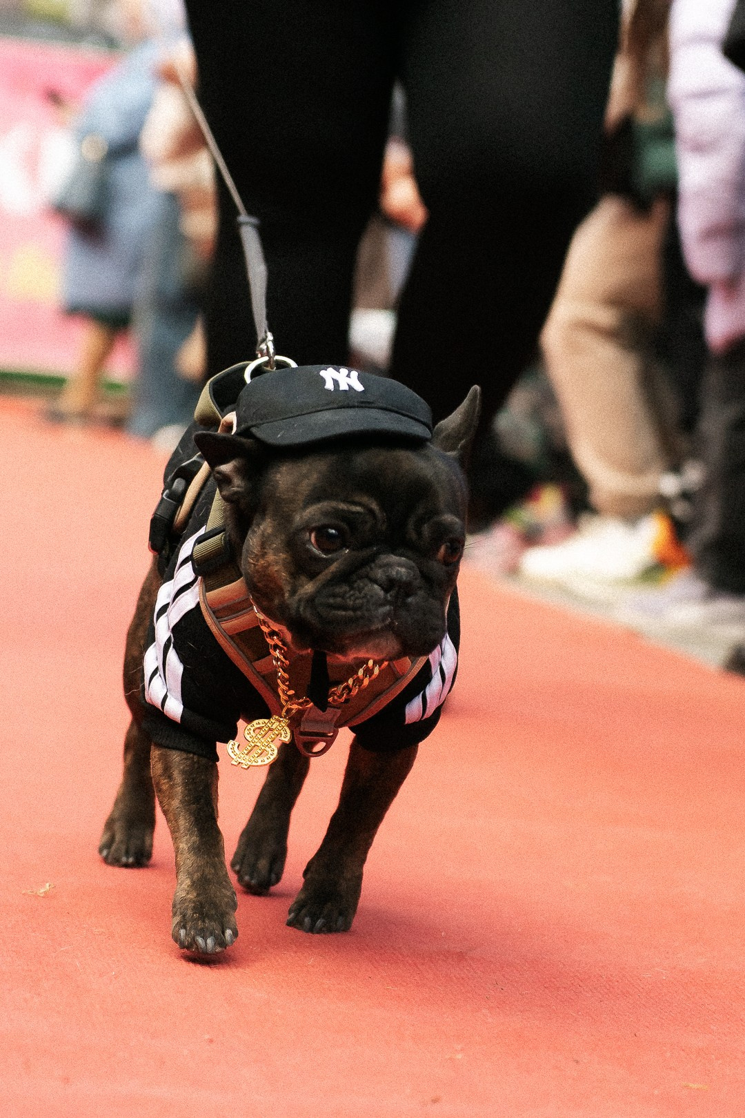 Парад Бульдогов. Axenov_eugene