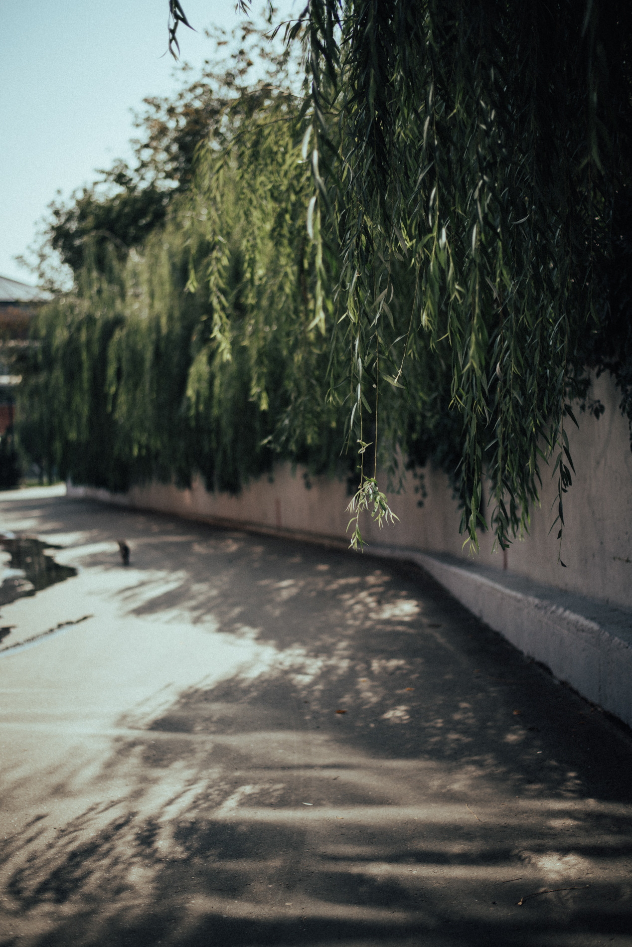 Босиком по мостовой | в городе