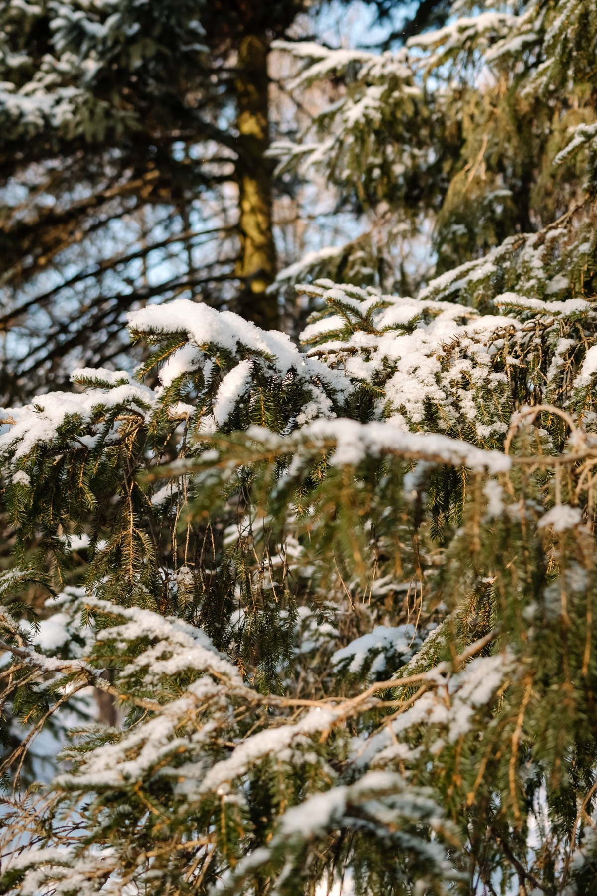 Прогулка с лыжами. Свадебный и семейный фотограф в Санкт-Петербурге Елена Худякова