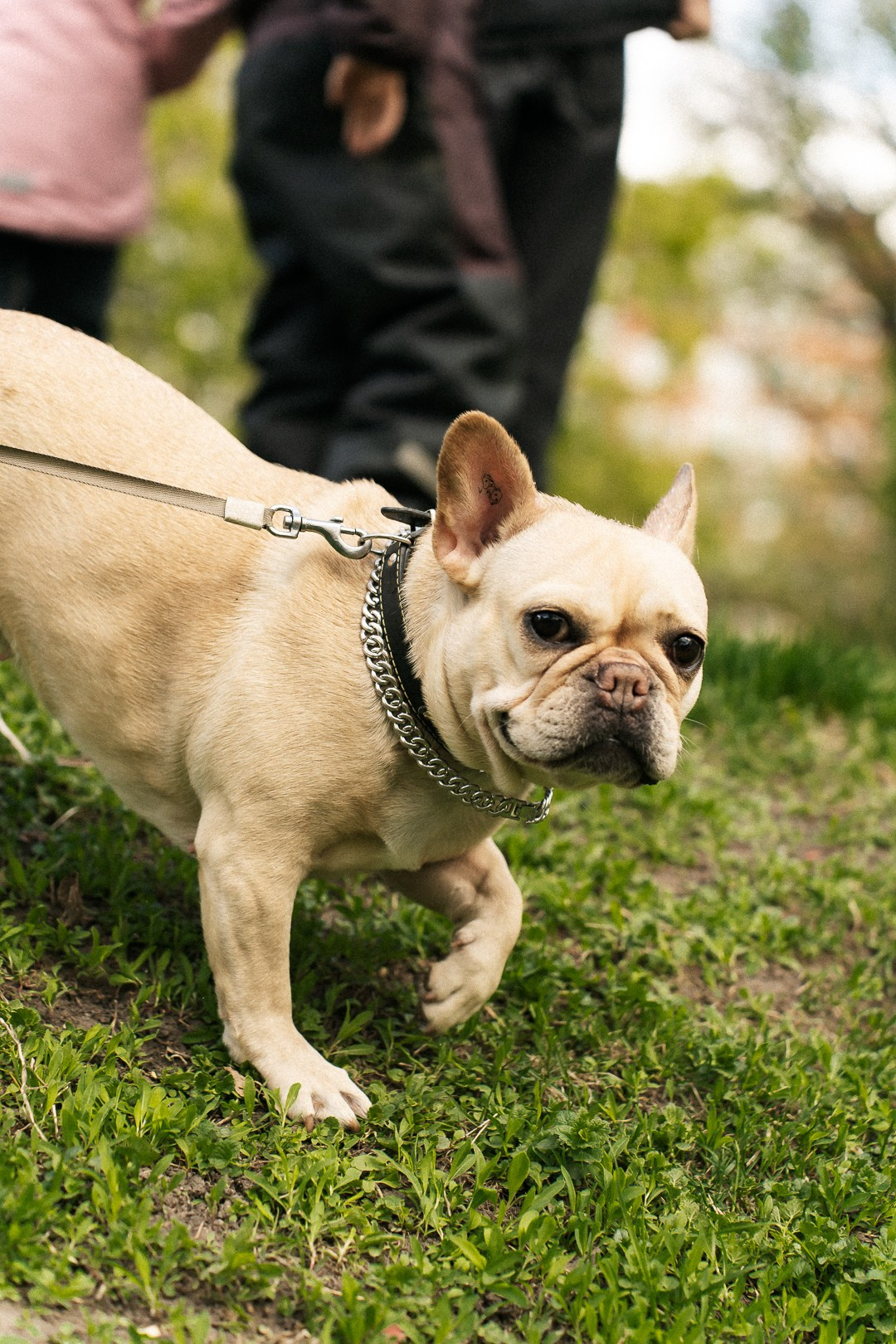 Парад Бульдогов. Axenov_eugene