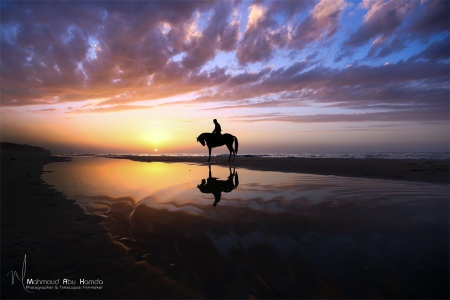How to buy a horse. Liana Antanovich | Equestrian Strategies