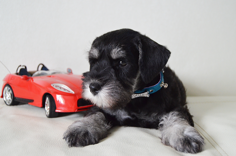 Дукат/Asson Ari Viko Etual. Питомник цвергшнауцеров в Беларуси «Делинсо Бэлэнс»