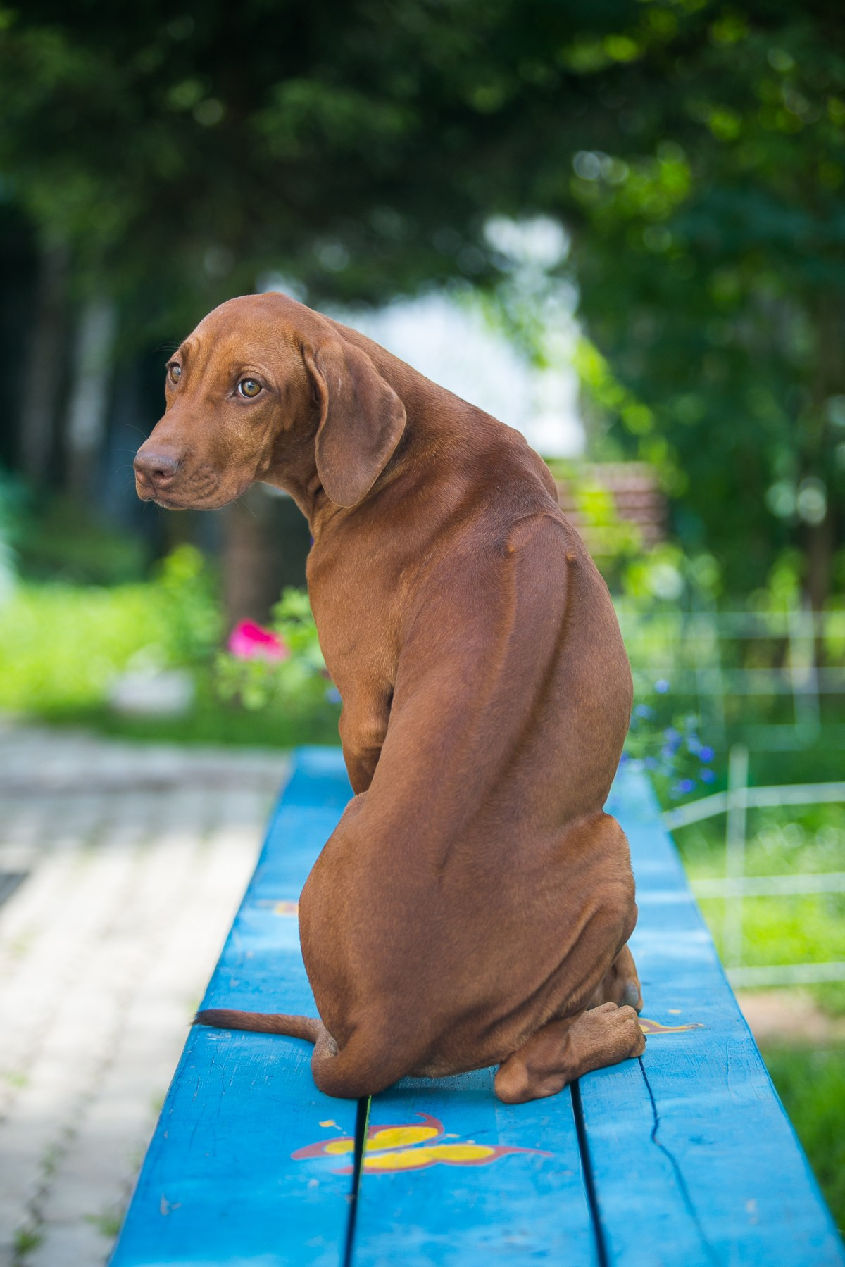 Щенки. Семейный и детский фотограф в Москве Мария Быкова