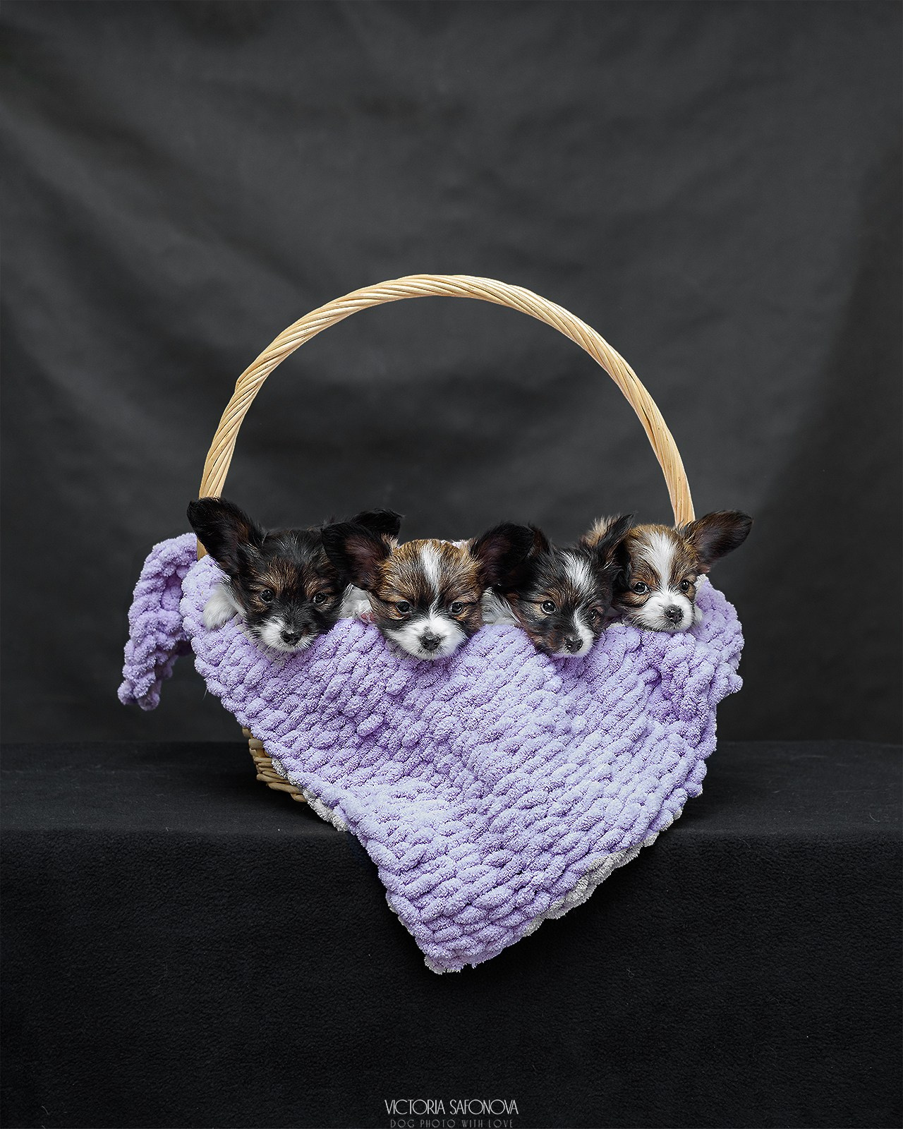 Папийоны 18.11.2023. Фотограф анималист Благовещенск. Сафонова Виктория