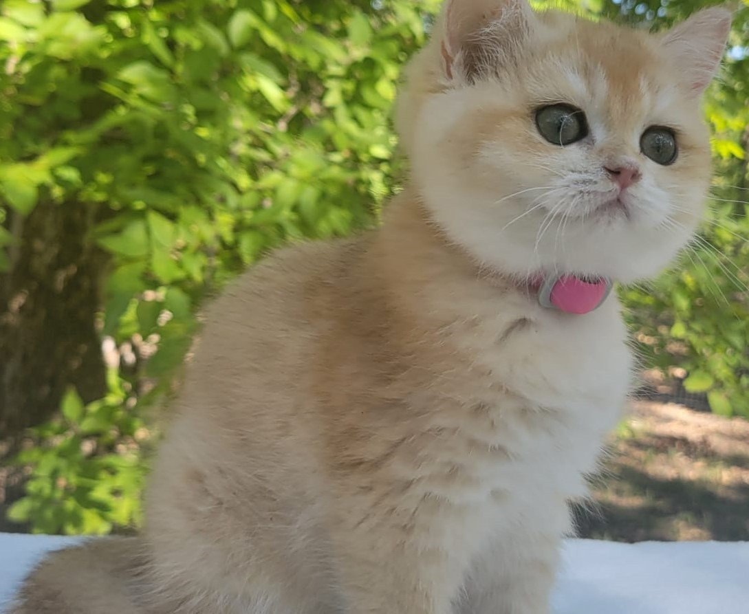 Miki, female, DB 06.14.24, sold. British shorhair Cats