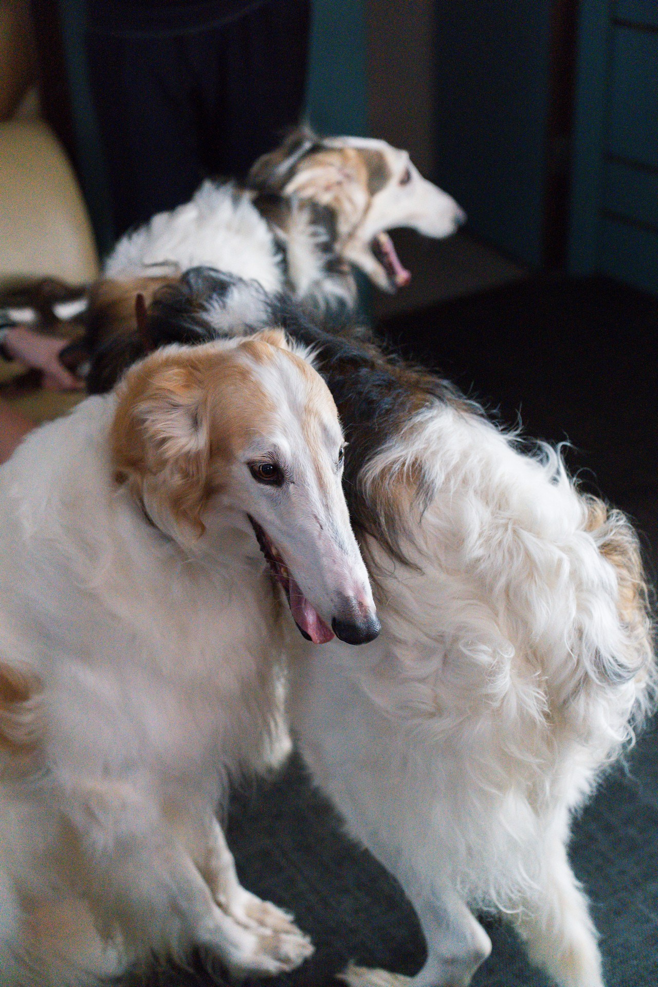 Русьпушнина. Репортажная съёмка в Санкт-Петербурге, Константин Петров