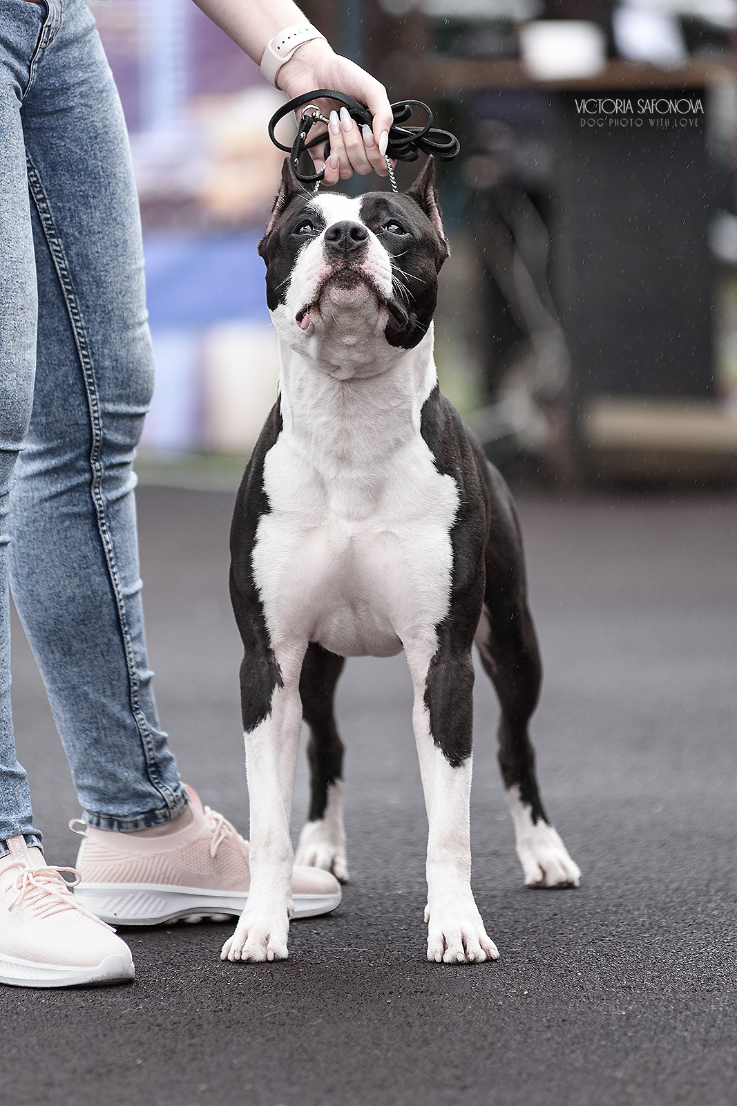 12–13 августа 2023 Благовещенск. Фотограф анималист Благовещенск. Сафонова Виктория