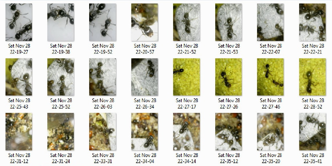 Myrmikeeper. Vasilisa Moiseeva, St. Peterburg, Russia, doc /art & reportage