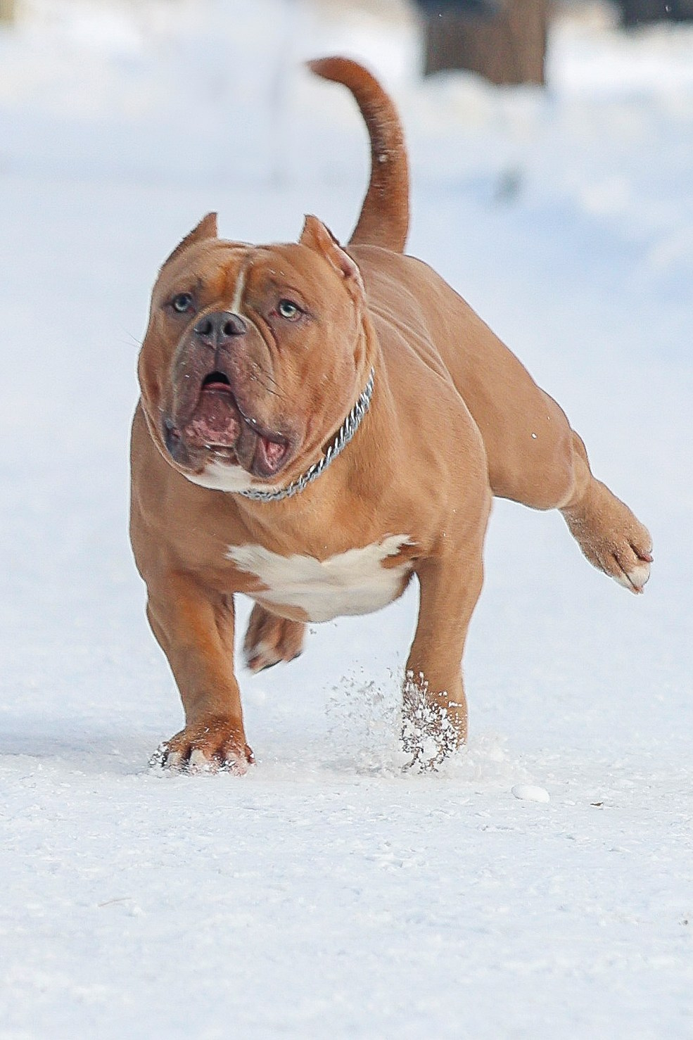 Американский булли!. Фотограф 📸 семейный, предметный, репортажный