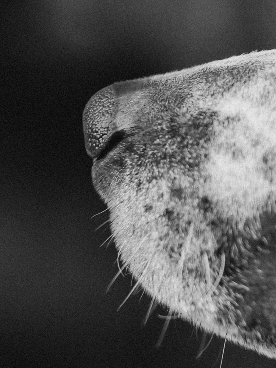 Тортик Даша и Никита. Фотограф-анималист в Москве Кириллова Татьяна