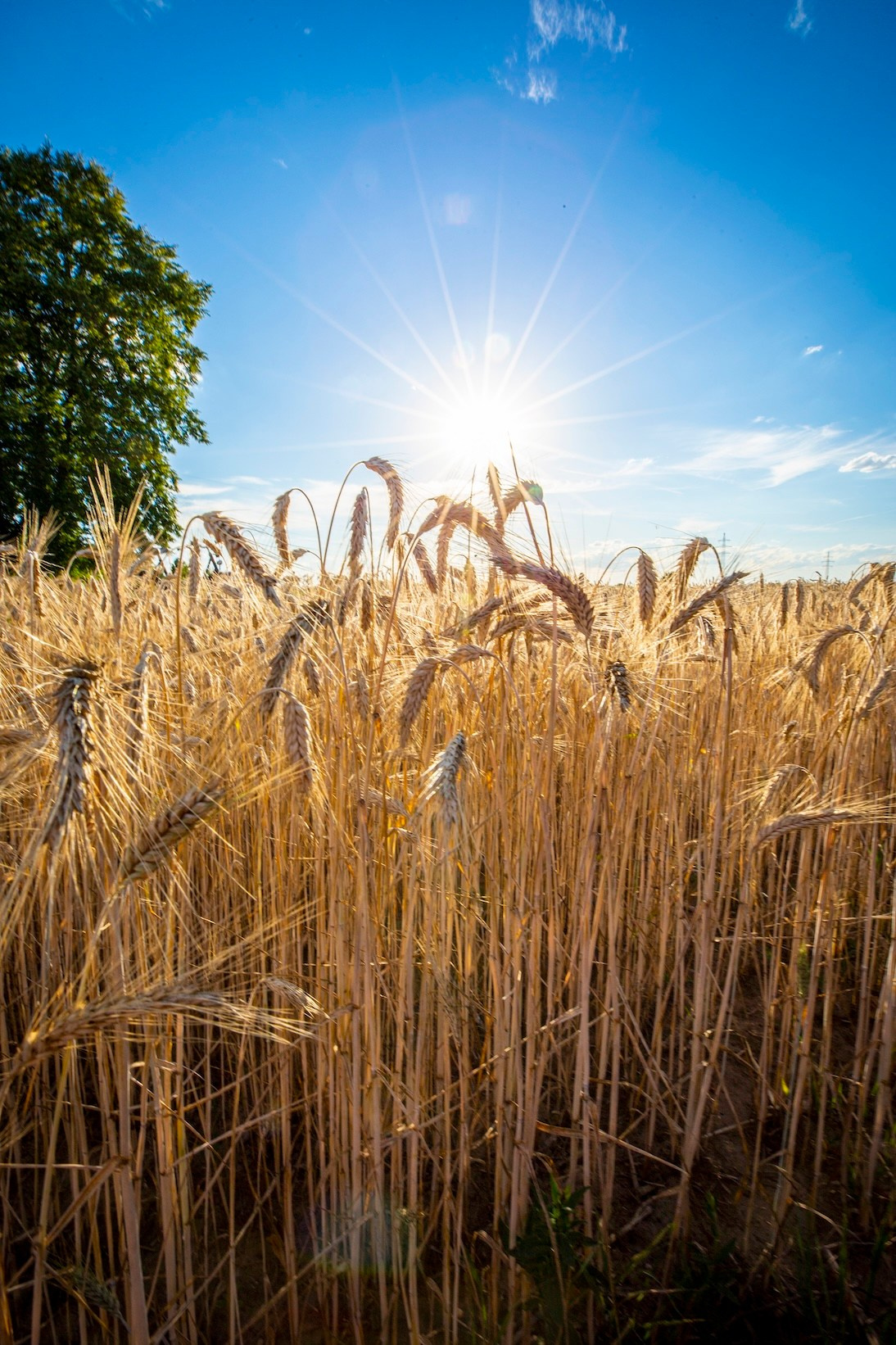 Поле. Фото о жизни