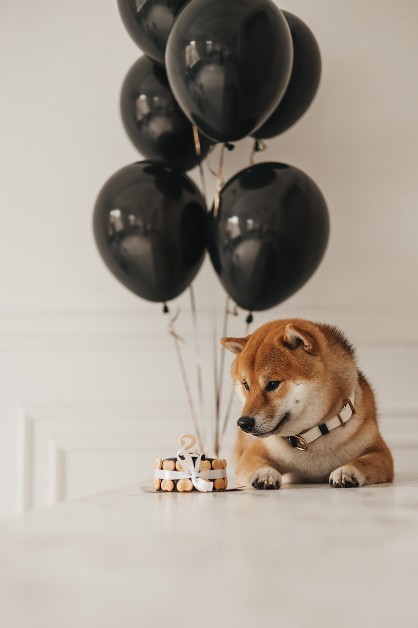 Яна и Ханзо |Happy B-day Ханзо_2 года|. Фотограф