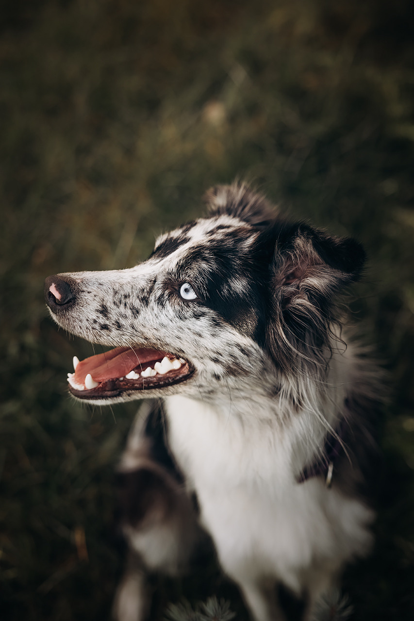 Холли и Дерзай |Бордер колли|. Фотограф