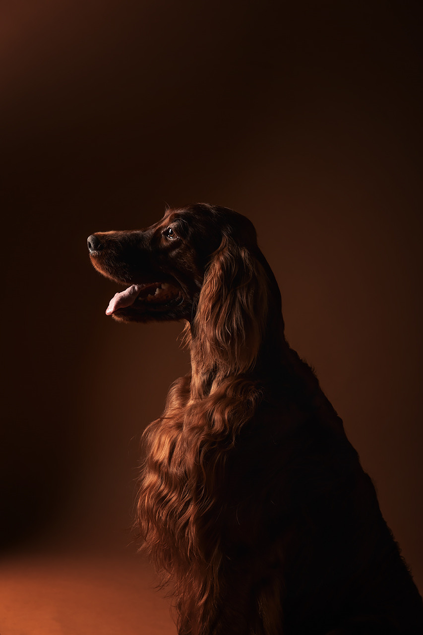 Валентина и Флеш |Ирландский красный сеттер|. Фотограф