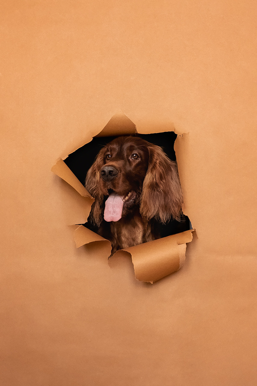 Валентина и Флеш |Ирландский красный сеттер|. Фотограф