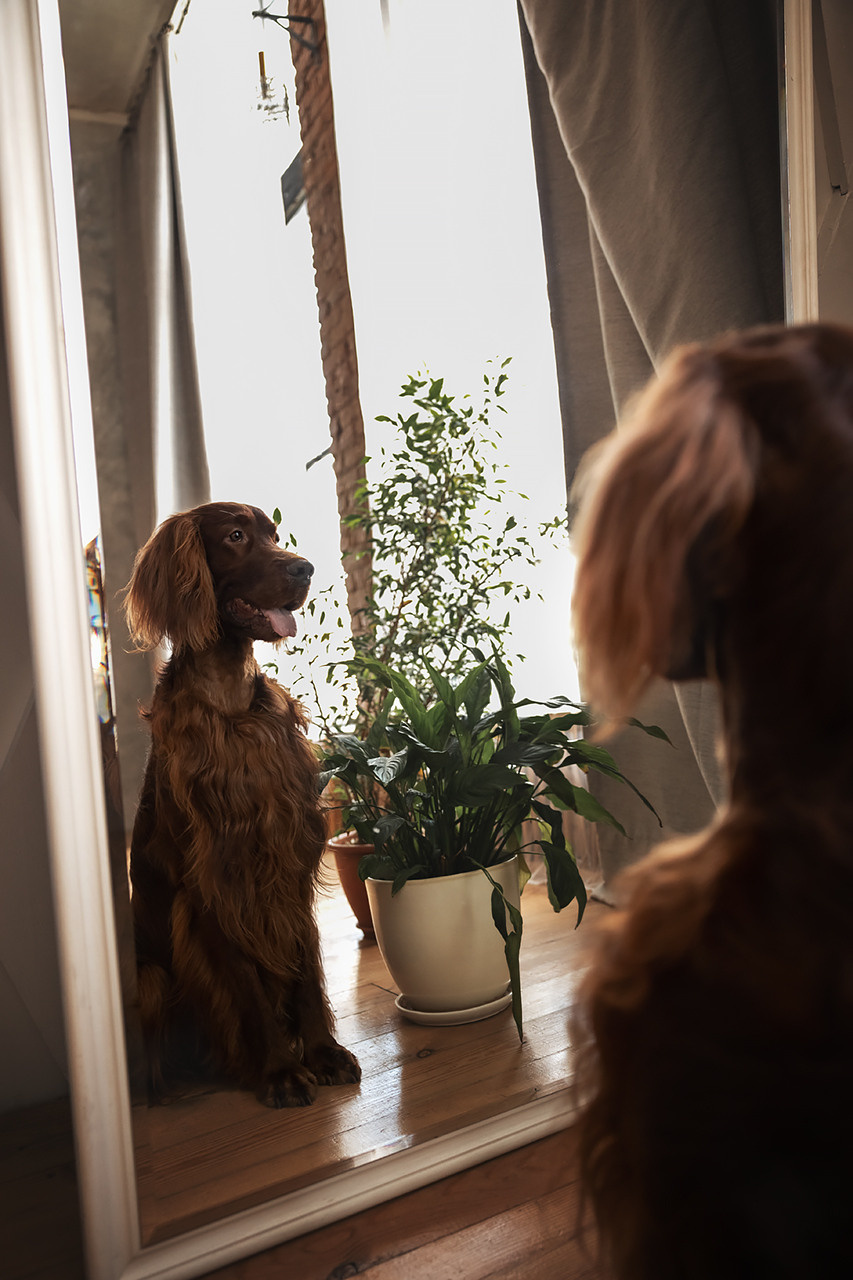 Валентина и Флеш |Ирландский красный сеттер|. Фотограф