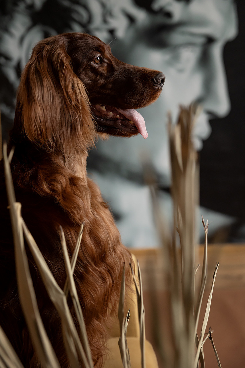 Валентина и Флеш |Ирландский красный сеттер|. Фотограф