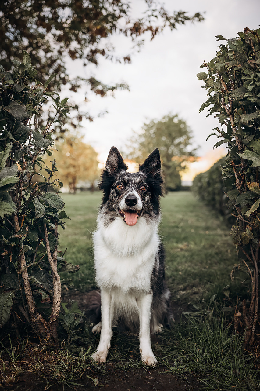 Холли и Дерзай |Бордер колли|. Фотограф
