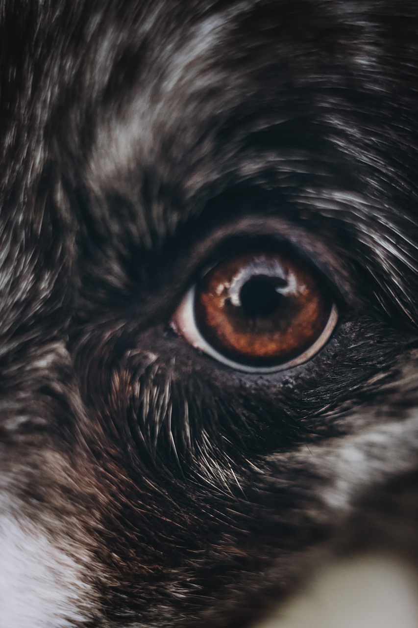 Холли и Дерзай |Бордер колли|. Фотограф