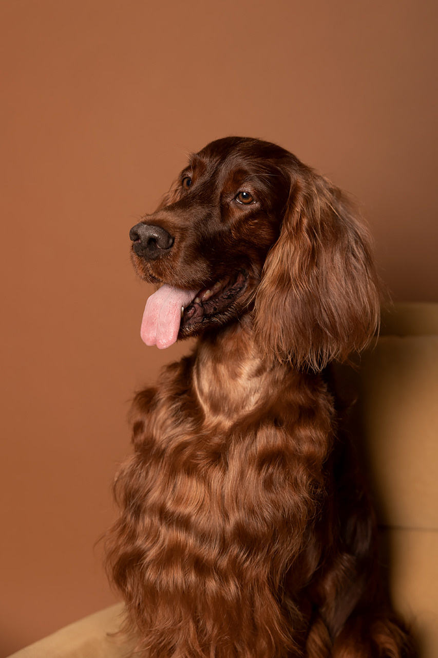 Валентина и Флеш |Ирландский красный сеттер|. Фотограф