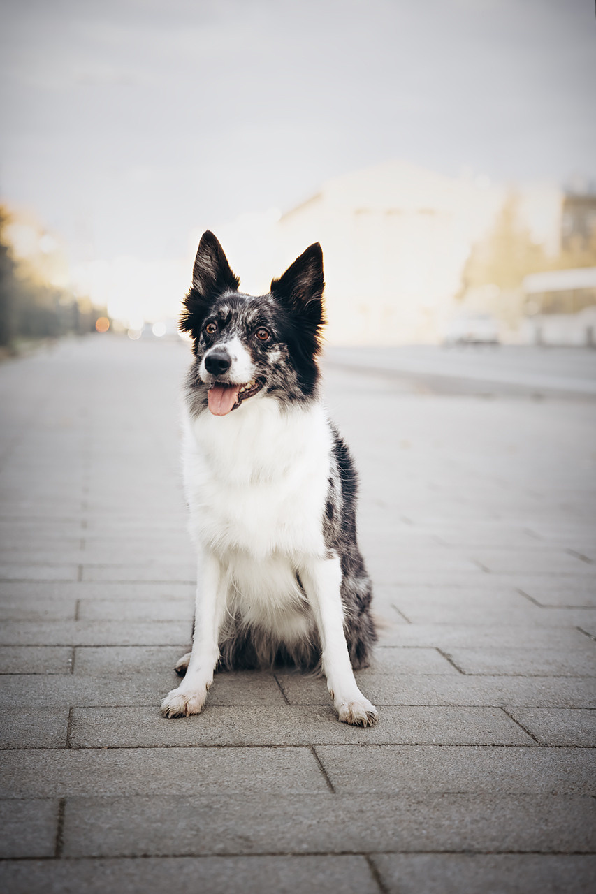 Холли и Дерзай |Бордер колли|. Фотограф