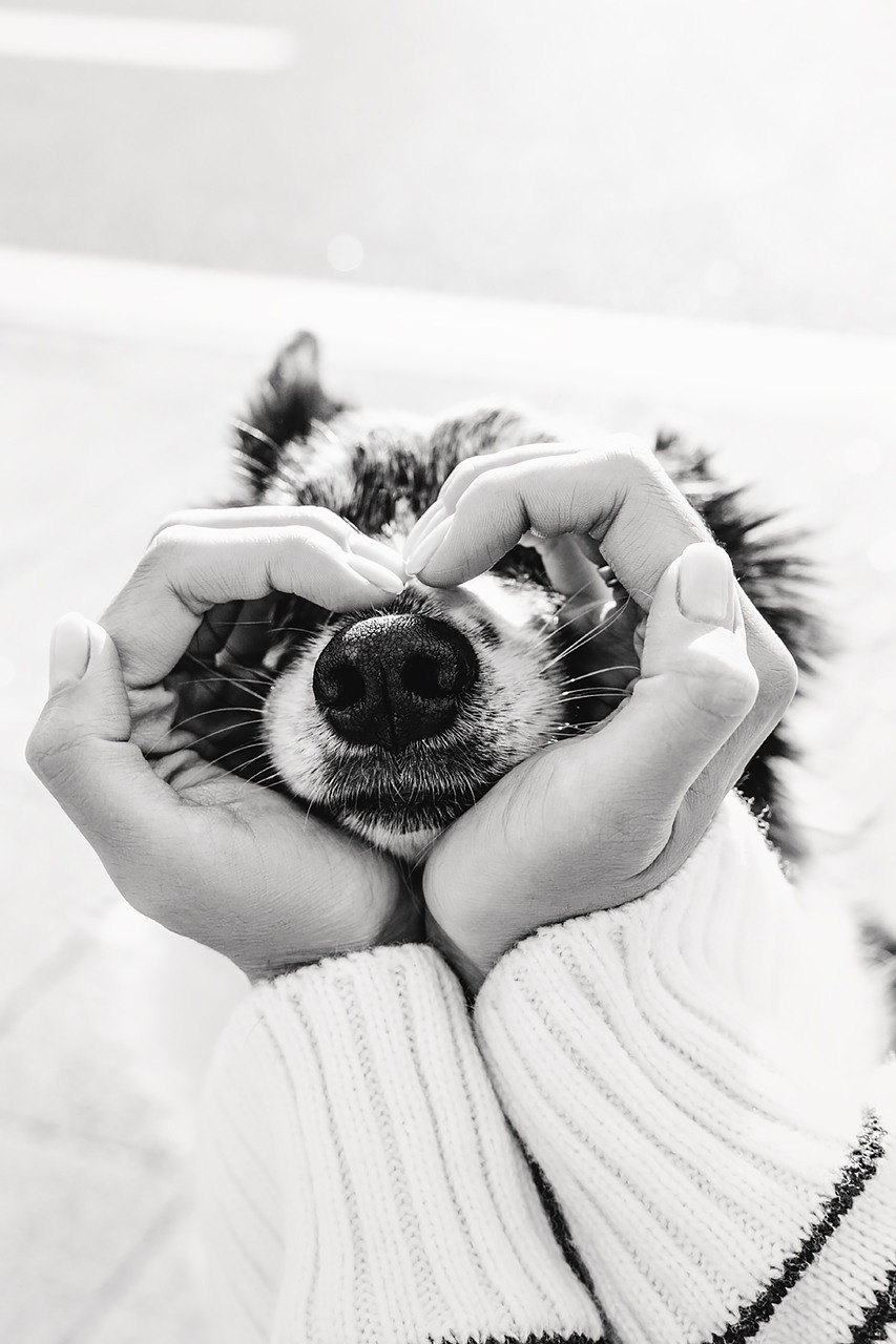 Холли и Дерзай |Бордер колли|. Фотограф