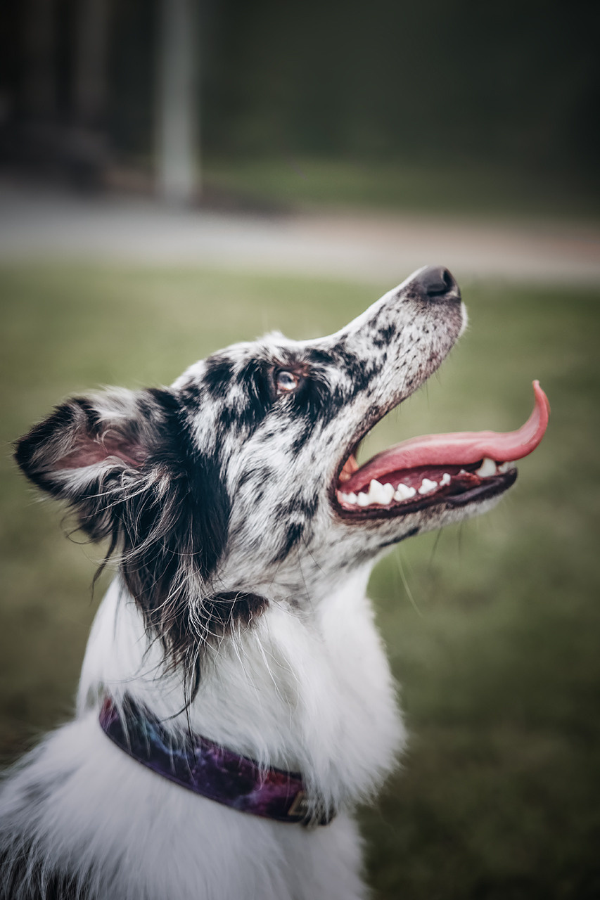 Холли и Дерзай |Бордер колли|. Фотограф