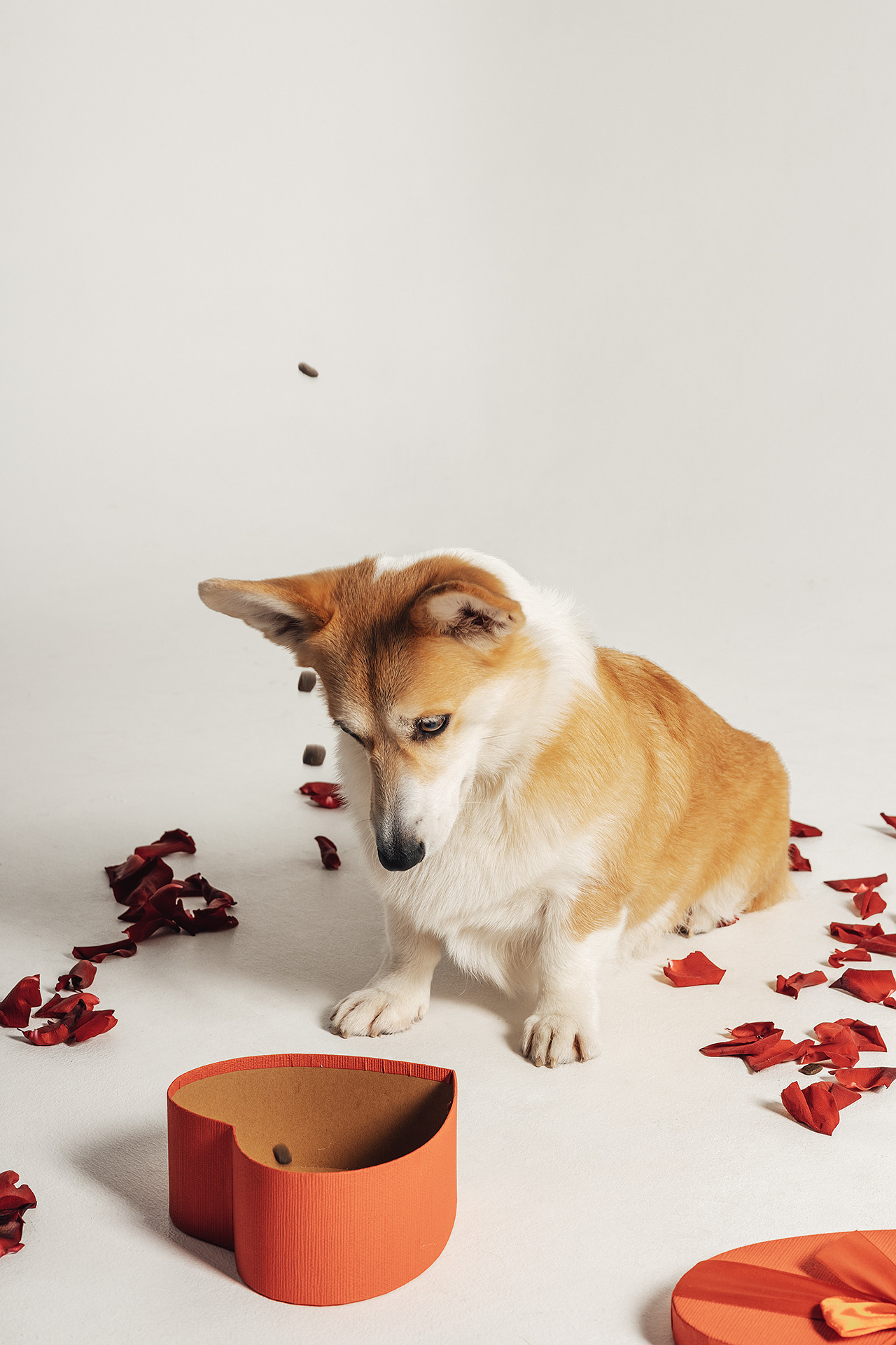 Молли |Корги|. Фотограф