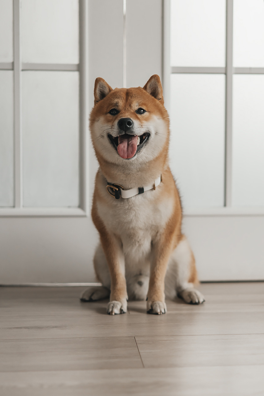 Яна и Ханзо |Happy B-day Ханзо_2 года|. Фотограф